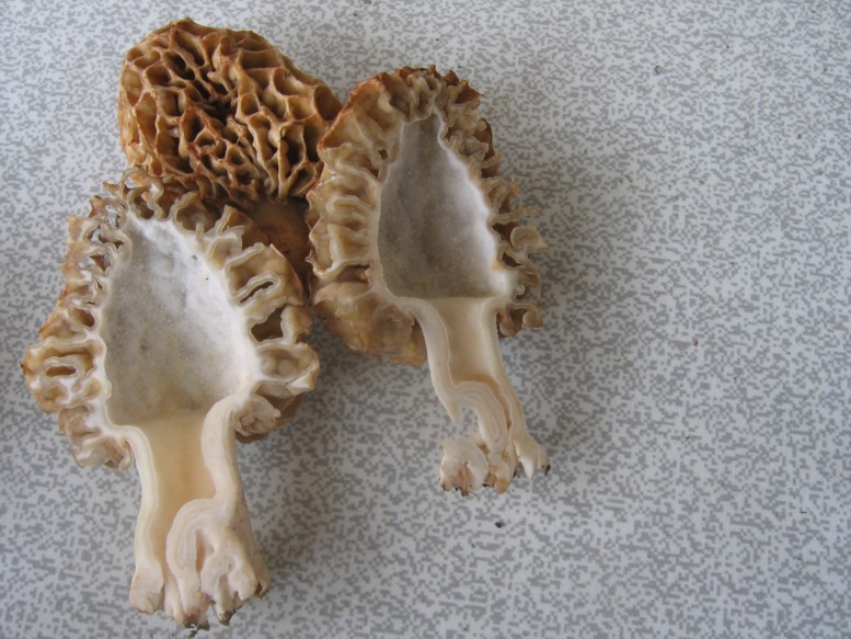 Altre morchelle - (RM)